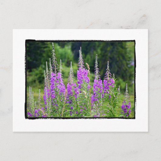 Alpine Flowers Meadow Sage La Berneuse Leysin Briefkaart (Voorkant)