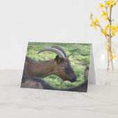 Alpine goat card kaart (Gele Bloem)