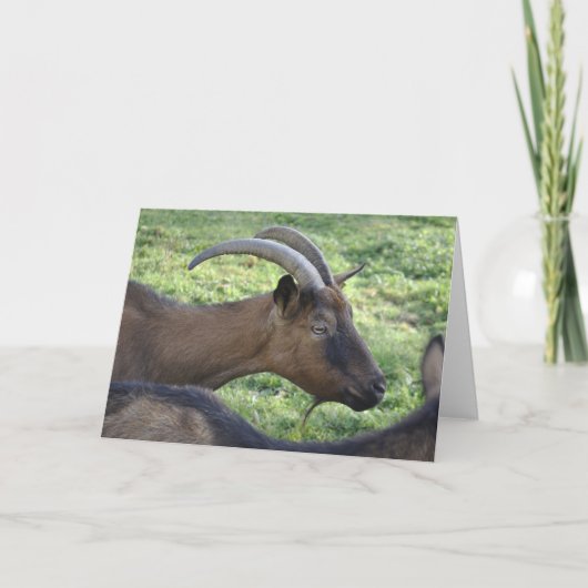 Alpine goat card kaart (Voorkant)