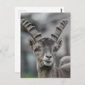 Alpine ibex Portrait Briefkaart (Voorkant / Achterkant)