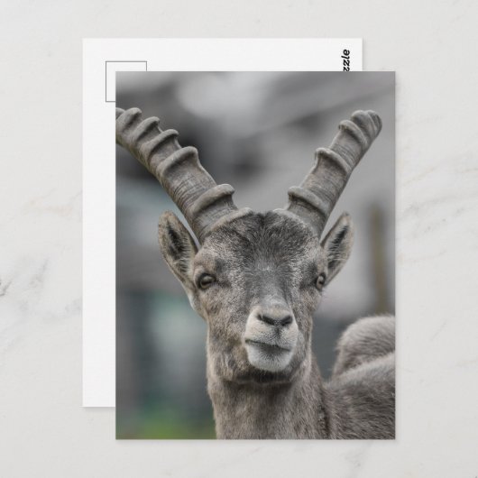 Alpine ibex Portrait Briefkaart (Voorkant / Achterkant)