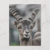 Alpine ibex Portrait Briefkaart (Voorkant)