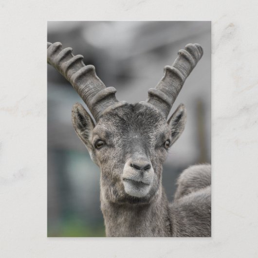Alpine ibex Portrait Briefkaart (Voorkant)