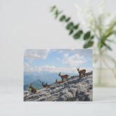 Alpine Ibex Wild Mountain Goats Briefkaart (Staand voorkant)