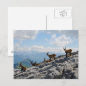 Alpine Ibex Wild Mountain Goats Briefkaart (Voorkant / Achterkant)