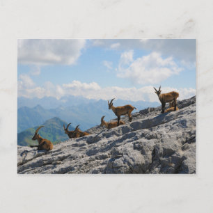 Alpine Ibex Wild Mountain Goats Briefkaart