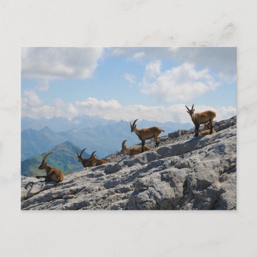 Alpine Ibex Wild Mountain Goats Briefkaart (Voorkant)