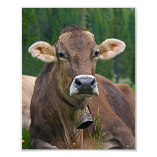 Alpine Koe Print Foto Afdruk (Voorkant)