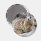 Alpine Marmot Magnet (Voorkant / Achterkant)