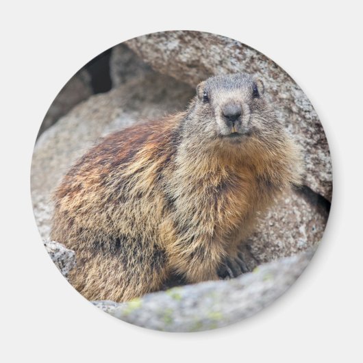 Alpine Marmot Magnet (Voorkant)
