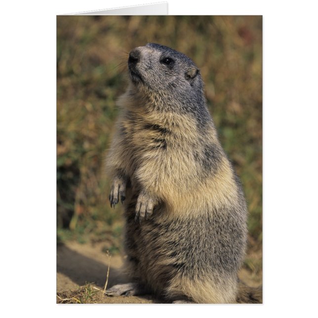 Alpine Marmot, Marmota marmota, volwassen staat (Voorkant)
