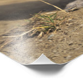 Alpine Marmot, Marmota marmota, volwassen staat Foto Afdruk (Hoek)