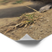 Alpine Marmot, Marmota marmota, volwassen staat Poster (Hoek)