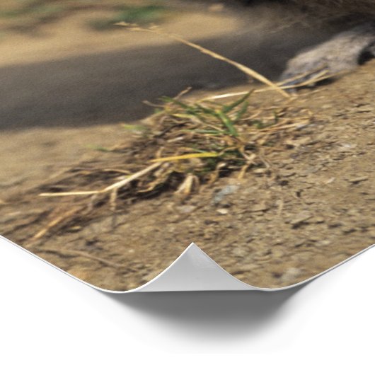 Alpine Marmot, Marmota marmota, volwassen staat Poster (Hoek)