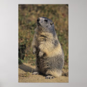 Alpine Marmot, Marmota marmota, volwassen staat Poster (Voorkant)