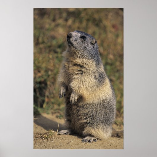 Alpine Marmot, Marmota marmota, volwassen staat Poster (Voorkant)