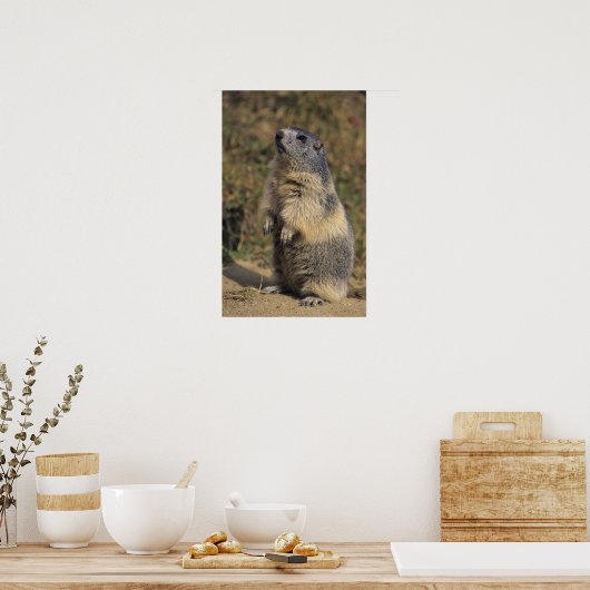 Alpine Marmot, Marmota marmota, volwassen staat Poster (Keuken)