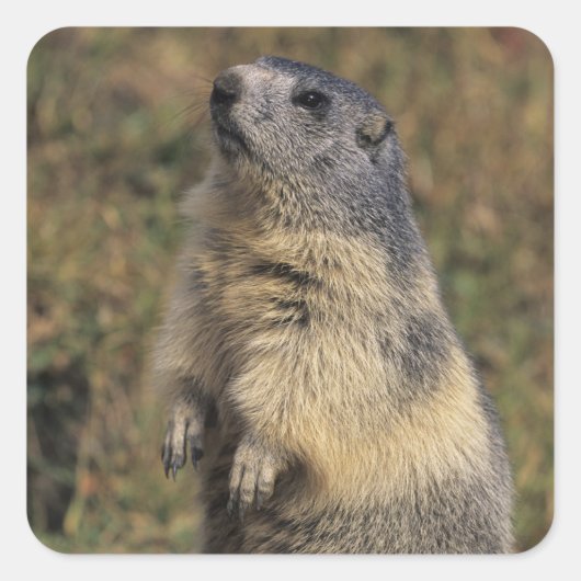 Alpine Marmot, Marmota marmota, volwassen staat Vierkante Sticker (Voorkant)