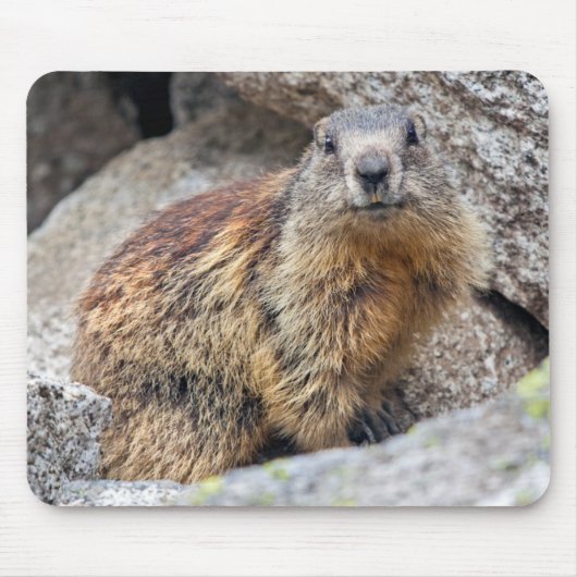 Alpine Marmot Mousemat Muismat (Voorkant)