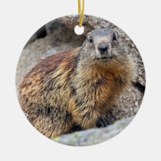 Alpine Marmot Ornament (Voorkant)