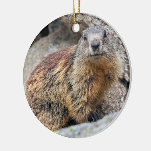 Alpine Marmot Ornament (Links)