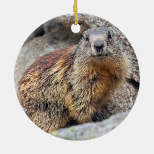 Alpine Marmot Ornament (Achterkant)