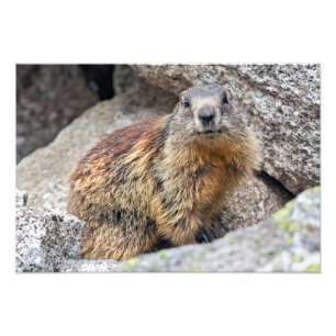 Alpine Marmot Print Foto Afdruk