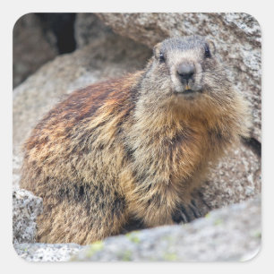 Alpine Marmot Sticker
