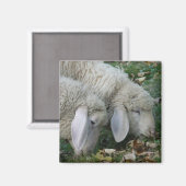 Alpine Sheep Magnet (Voorkant / Achterkant)
