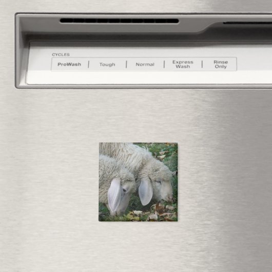 Alpine Sheep Magnet (Insitu (Vaatwasser))