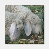 Alpine Sheep Magnet (Voorkant)