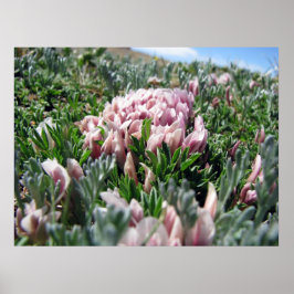 Alpine Tundra reeks Poster