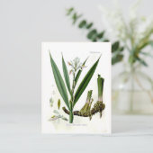 Alpinia officinarum (Galangal) Briefkaart (Staand voorkant)