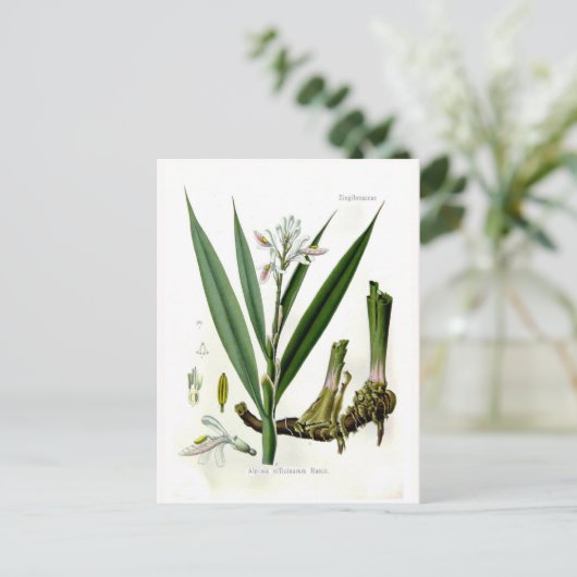Alpinia officinarum (Galangal) Briefkaart (Staand voorkant)