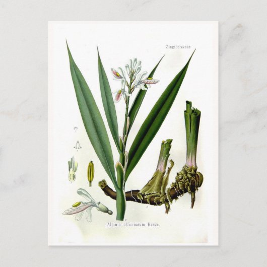 Alpinia officinarum (Galangal) Briefkaart (Voorkant)