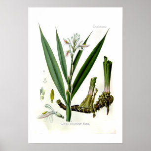 Alpinia officinarum (Galangal) Poster
