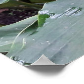 Alpínia purpurata 1 poster (Hoek)