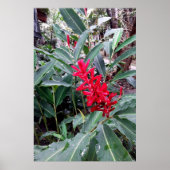 Alpínia purpurata 1 poster (Voorkant)