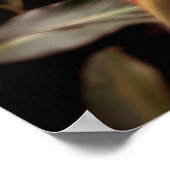 Alpínia purpurata 3 poster (Hoek)