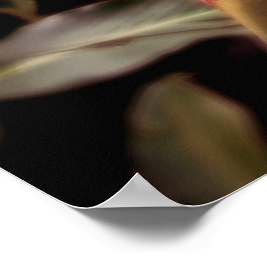 Alpínia purpurata 3 poster (Hoek)