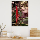 Alpínia purpurata 3 poster (Keuken)