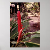 Alpínia purpurata 3 poster (Voorkant)