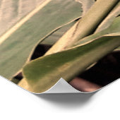 Alpínia purpurata 5 poster (Hoek)