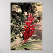 Alpínia purpurata 5 poster (Voorkant)