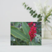 Alpinia Purpurata, Bucerias Briefkaart (Staand voorkant)