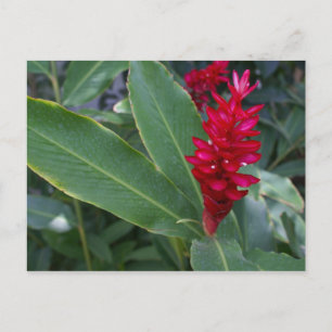 Alpinia Purpurata, Bucerias Briefkaart