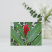 Alpinia Purpurata, Mexico Briefkaart (Staand voorkant)