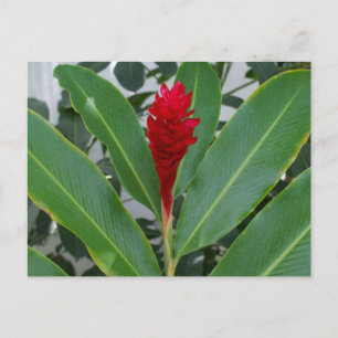 Alpinia Purpurata, Mexico Briefkaart