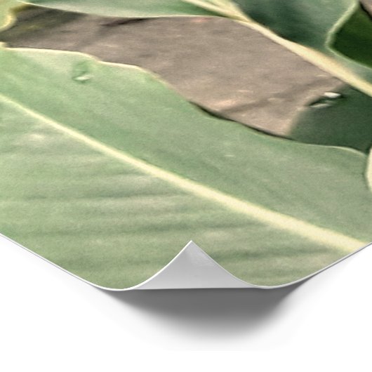 Alpínia purpurata poster (Hoek)