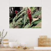 Alpínia purpurata poster (Keuken)